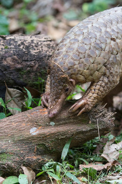 Sunda Pangolin
