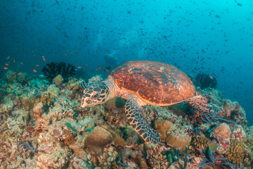 Fototapeta na wymiar Sea turtle swimming among colorful coral reef