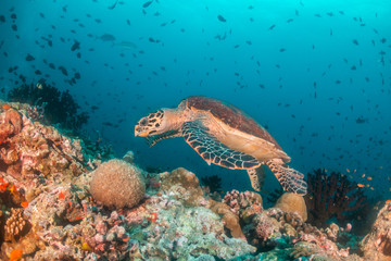Obraz na płótnie Canvas Sea turtle swimming among colorful coral reef