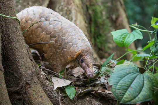 Pangolin