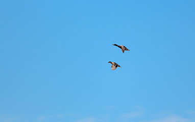 Naklejka na ściany i meble two ducks fly in a clear blue sky