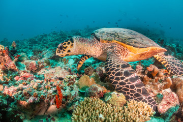 Obraz na płótnie Canvas Sea turtle swimming among colorful coral reef