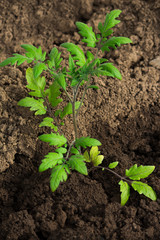 a young tomato plant growing in a garden bed
