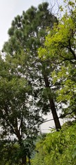 trees in the forest