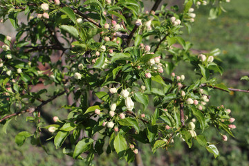 Apple  tree  blossoming in the  spring garden
