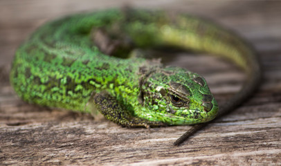 a close up of a green lizard curled into a ring on the wooden surface