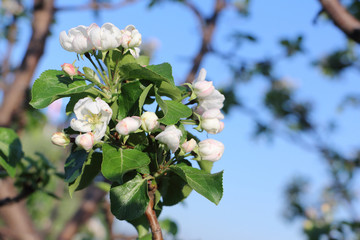 Apple  tree  blossoming in the spring garden