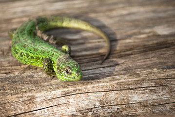 a close up of a green lizard curled into a ring on the wooden surface
