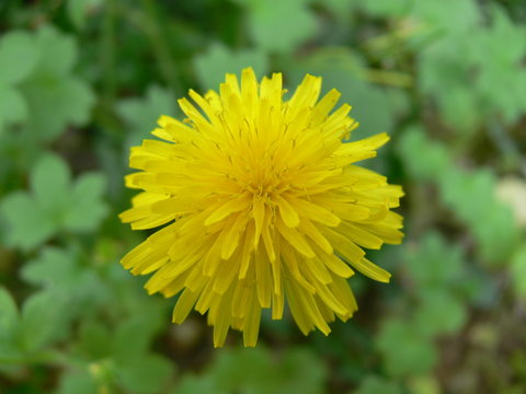 una immagine ravvicinata di un colorito dente di leone giallo in un giardino in primavera