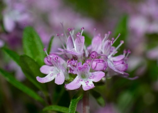 Close-up of Broad-leaved Thyme wildflower, Thymus pulegioides, in bloom on blurred background
