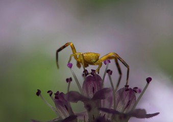 tiny crab spider on a thyme flower