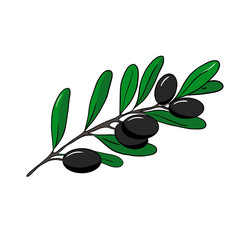 Branch of black olive. Hand drawn illustration isolated on white background.