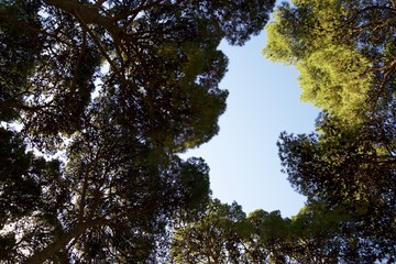 Obraz premium Trees in a park