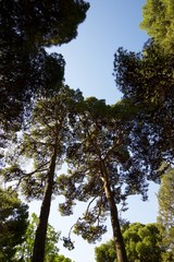 Fototapeta premium Trees in a park