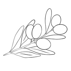 Branch of black olive. illustration isolated on white background.