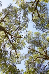 Trees in a park