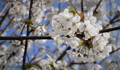 Kirschblüte