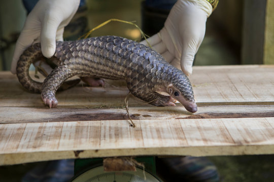 Weighing Sunda Pangolin