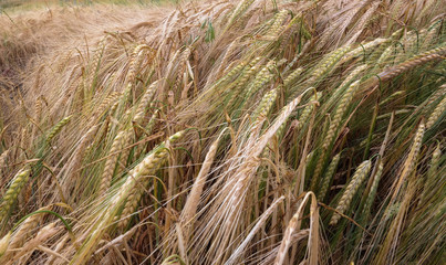 zboże rolnictwo uprawy pole wieś