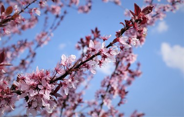 Kirschblüte