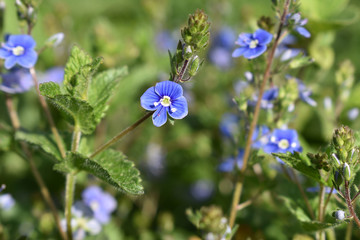 Gamander-Ehrenpreis, Veronica chamaedrys, im Fr&uuml;hling