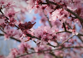 Kirschblüte