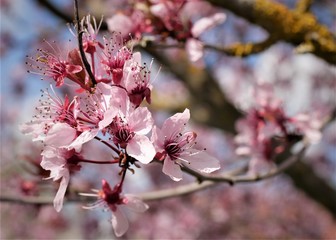 Kirschblüte