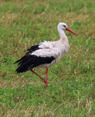 adebar, bird, tier, weiß, natur, schnabel, wild lebende tiere, gras, feather, wild, ciconia, black, weissstorch, green, rot, sommer, fauna, tierpark, abrechnung, flügel, bird, aufrecht, wiese, tier