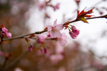 Cherry blossoms on a branch of the Park. Sakura.
