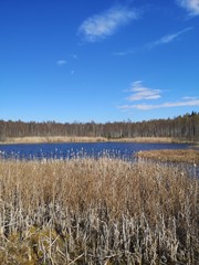 Summer landscape with trees and lake