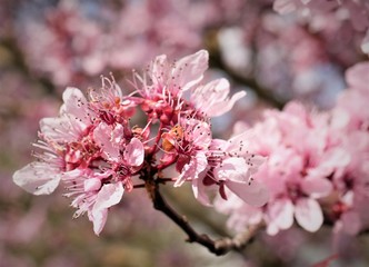 Obraz premium Kirschblüte