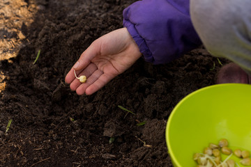 The process of planting germinated corn kernels