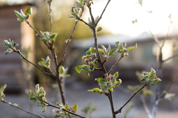 Blooming branch of a young apple tree on a sunset background.