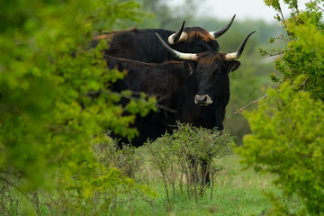 Heck cattle (Bos primigenius f. taurus) two bulls in a pasture surrounded by green busheswith green...