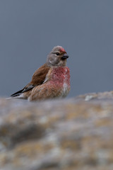Common linnet (Linaria cannabina) is a brown songbird with red breast. Colorful songbird sitting on a rock with soft bluish background. Closeup portrait of a wild bird with details. Czech Republic