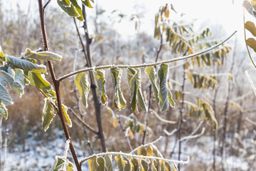 Leaves of acacia covered with hoarfrost