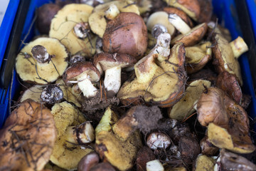 Background with full basket of fresh wild mushrooms.