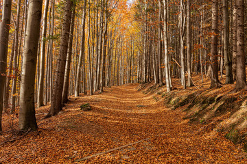 Autumn forest scenery with road of fall leaves & warm light illumining the gold foliage. Footpath...