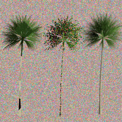 Three palm trees
