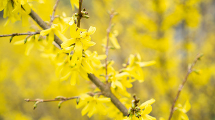 Yellow flowers on a branch of a tree blooming in spring. Blurred yellow flowering background. Forsythia, olive family