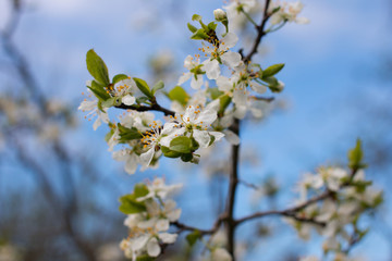 Blooming Apple and cherry trees. Summer garden in nature.