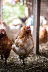 Chickens on the farm. Toned, style, color photo.