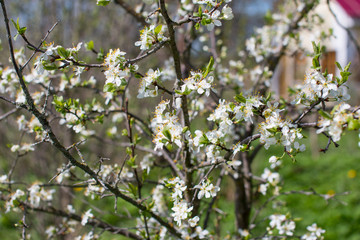 Blooming Apple and cherry trees. Summer garden in nature.