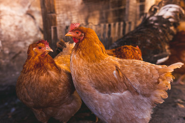 Breeding chickens in a small chicken coop.