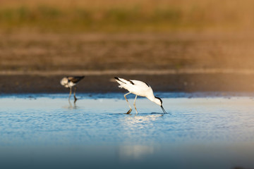 Pied avocet - Recurvirostra avosetta wader bird on the lake