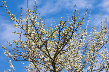 Blooming Apple and cherry trees. Summer garden in nature.