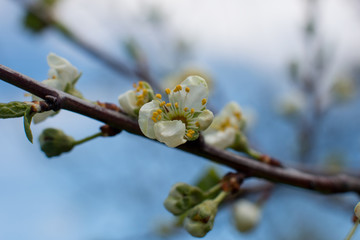 Blooming Apple and cherry trees. Summer garden in nature.