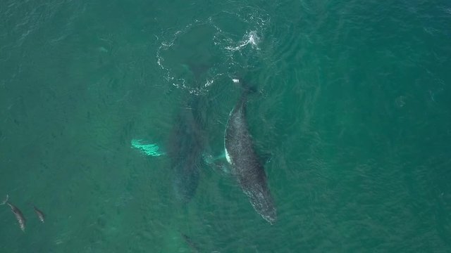 Humpback Whale and Dolphin Watching off Isla Conadora, Las Perlas Panama