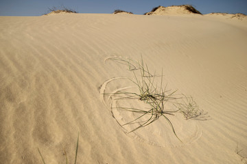 Scanty grass spun by wind and drawing circles on sand in desert