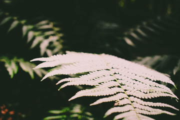 Silent forest leaf in Pilatus, CH